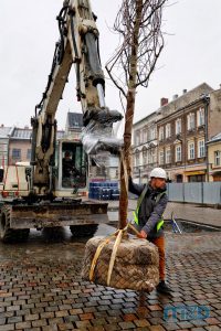 Pracownik ekipy sadzącej drzewa kieruje transportem klonu podwieszonego pod ramię dźwigu
